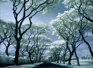 Paula Cobleigh 720nm infrared photography Sony W50 Kolari Vision
